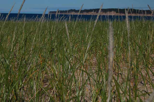 grand marais dunes